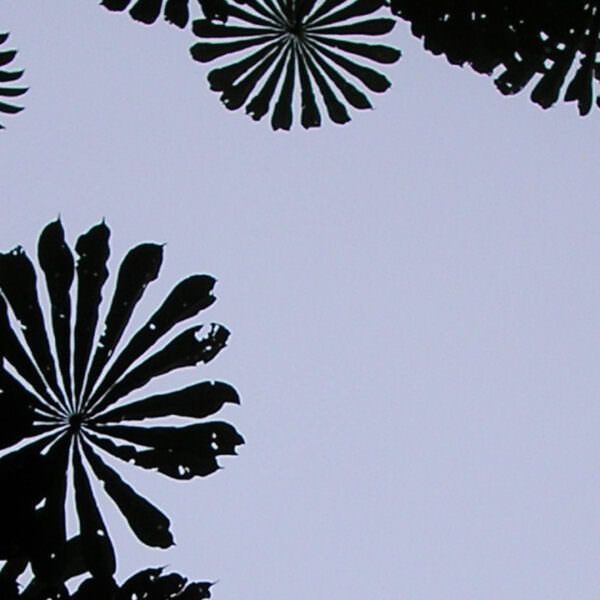 Tree canopy in DRC - header