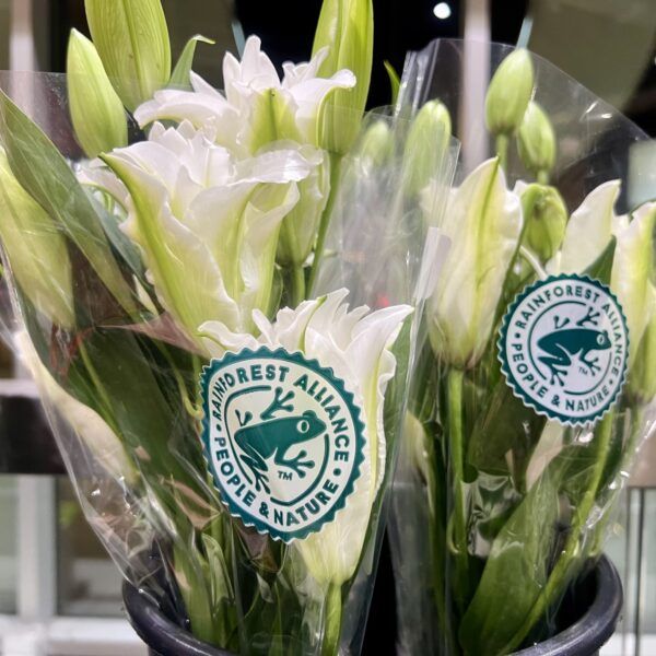 Two bouquets of white flowers display the Rainforest Alliance seal